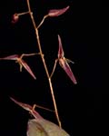 Pths. stricta